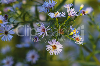 Michaelmas daisy