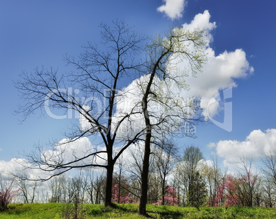 Trees In The Spring Time