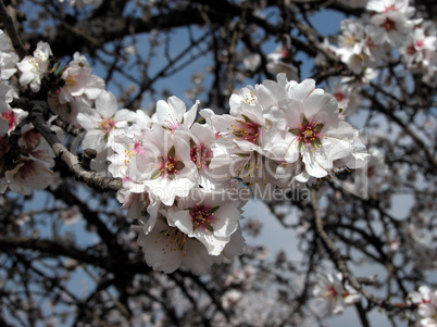 Almond blossoms