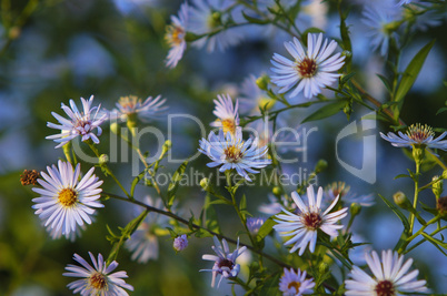 Michaelmas daisy