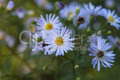 Michaelmas daisy