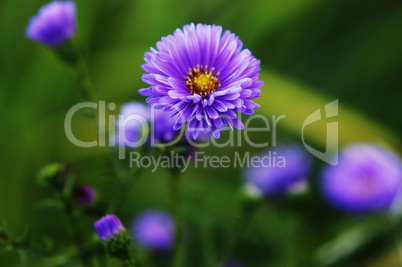 Michaelmas daisy