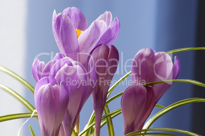 Crocus