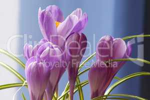 Crocus