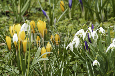 Crocus and snowdrops