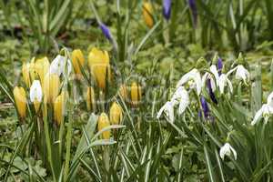 Crocus and snowdrops