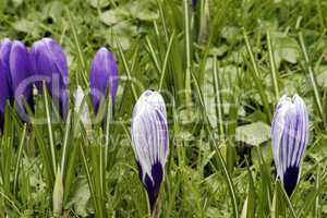 Crocus