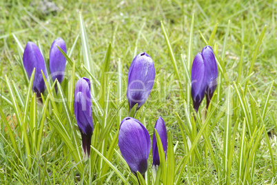 Crocus