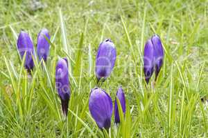 Crocus