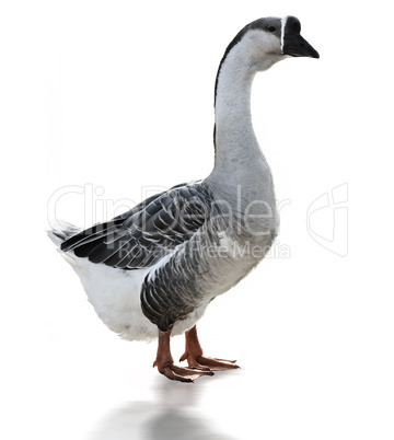 Swan Goose