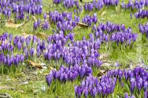 Crocus