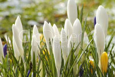 Crocus