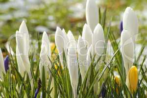 Crocus