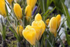 Crocus