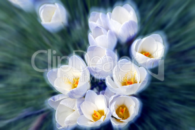 Crocus