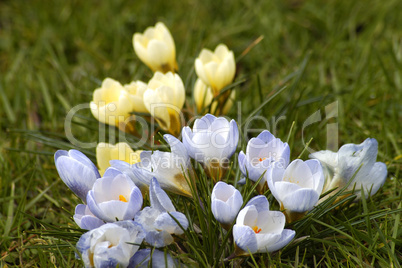 Crocus