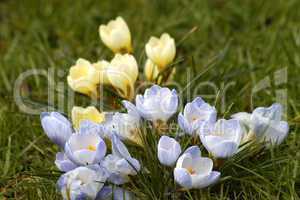 Crocus