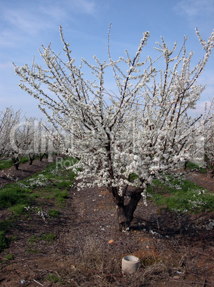 Plum trees