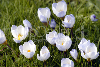 Crocus