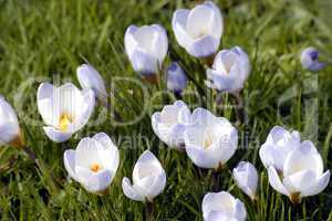 Crocus