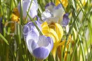 Crocus