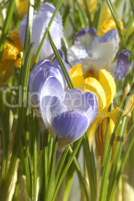 Crocus