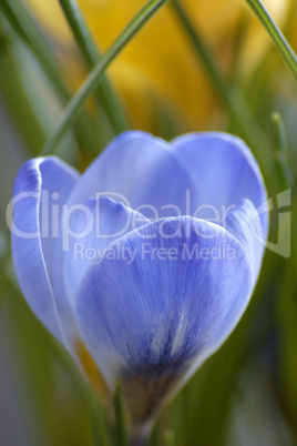 Crocus