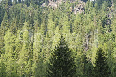 Spruce trees