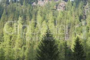 Spruce trees