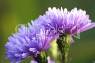 Michaelmas Daisy