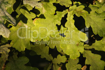 Oak leaves