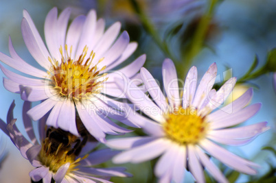 Michaelmas daisy