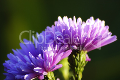 Michaelmas Daisy