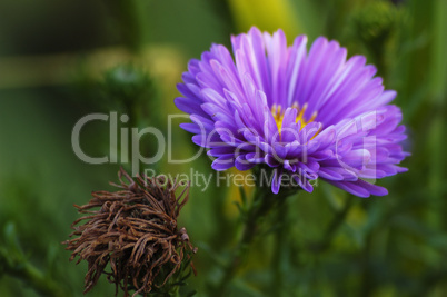 Michaelmas Daisy