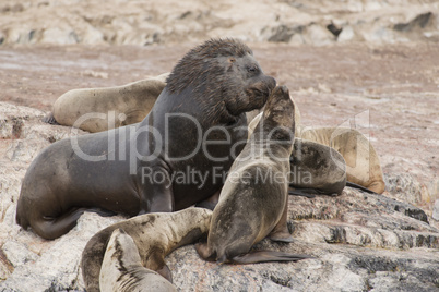 South American Sea Lions