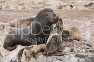 South American Sea Lions