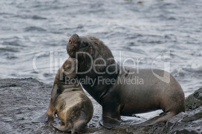 South American Sea Lions