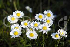 Daisies