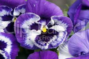 Violett pansy