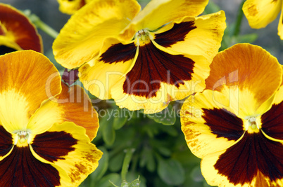 Yellow pansy