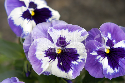Violett pansies