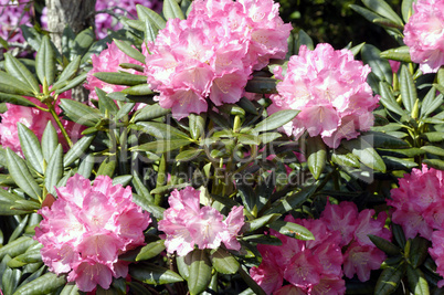 Rhododendron yacushimanum