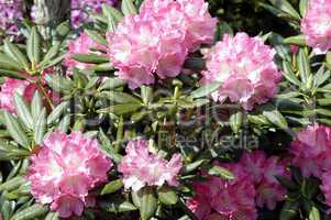 Rhododendron yacushimanum