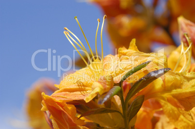 rhododendron