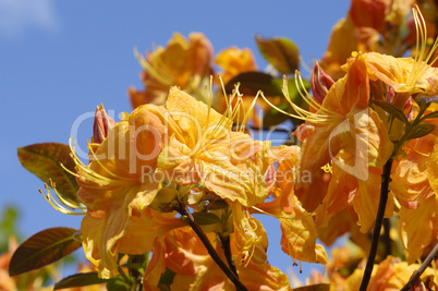 rhododendron