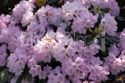 Rhododendron yacushimanum