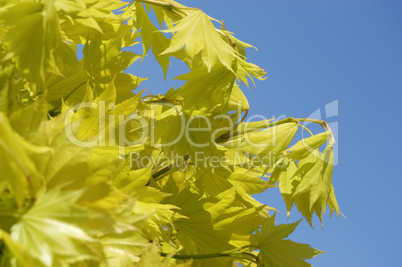 Maple leaves