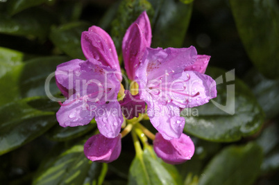 Rhododendron yacushimanum