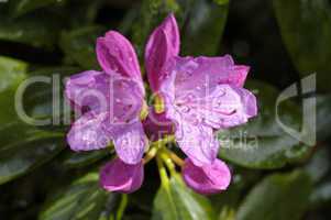 Rhododendron yacushimanum