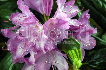 Rhododendron yacushimanum